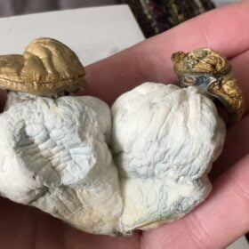 Magic Mushroom Party Pack 4oz (Staff Favorites) photo review