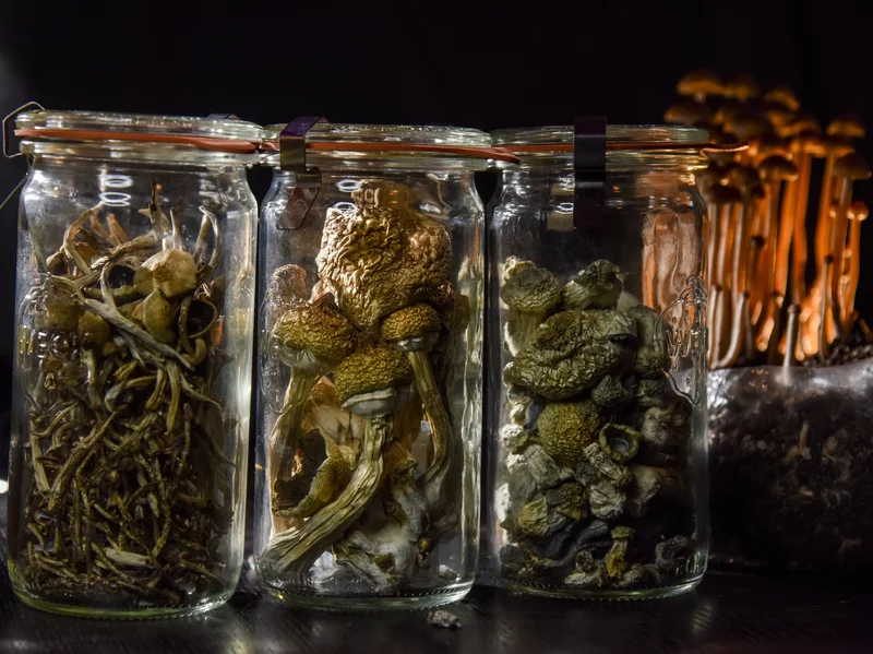 Magic Mushrooms in Jar