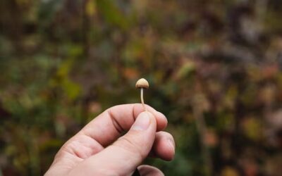 ‘Magic mushroom’ trial in WA could be the key to treating depression