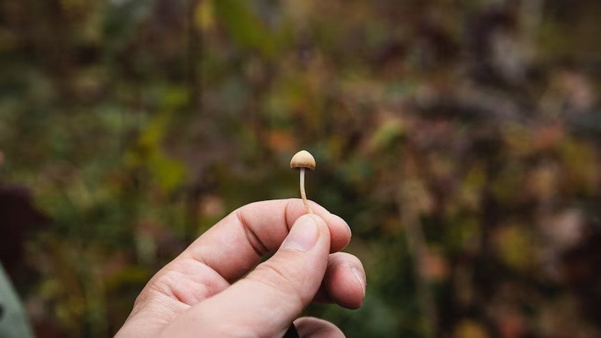 ‘Magic mushroom’ trial in WA could be the key to treating depression