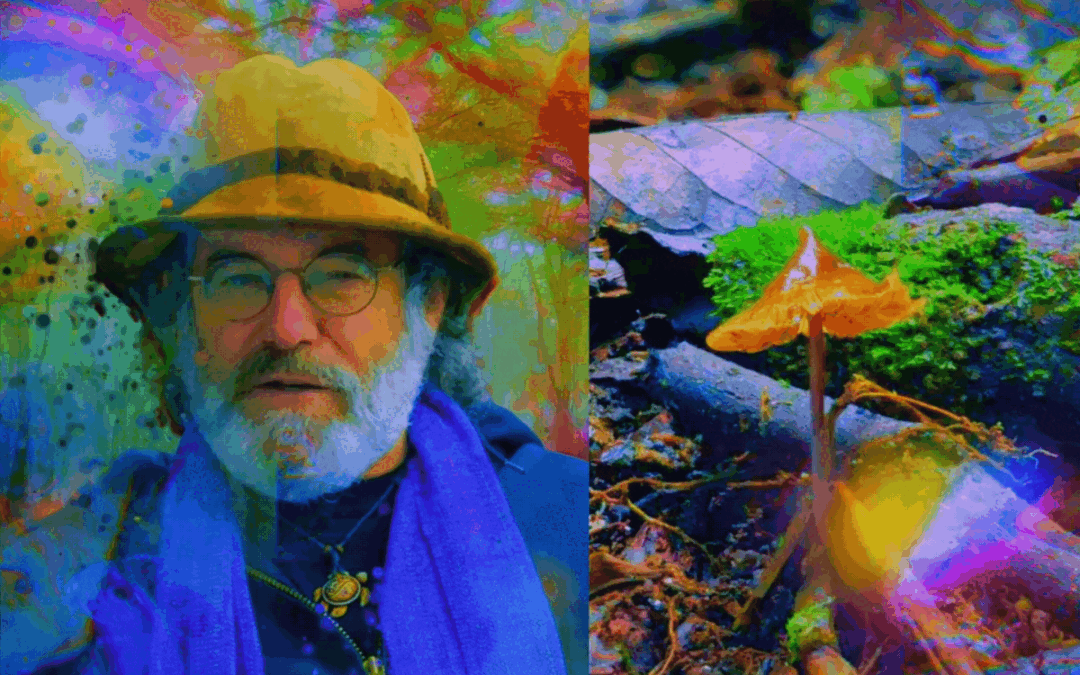 New mushroom species named after Paul Stamets: Psilocybe Stametsii