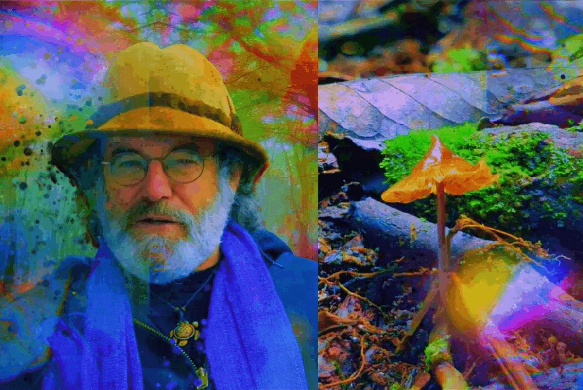 New mushroom species named after Paul Stamets: Psilocybe Stametsii