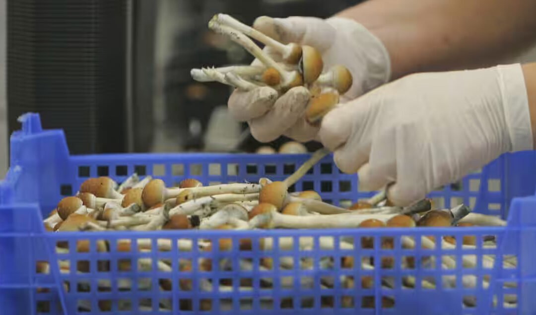 Film explores B.C. woman’s experience with magic mushrooms to ease cancer anxiety