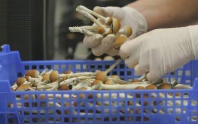 Film explores B.C. woman’s experience with magic mushrooms to ease cancer anxiety