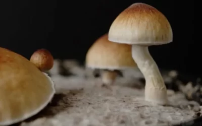 Magic Mushrooms Studied for Potential Therapeutic Effects