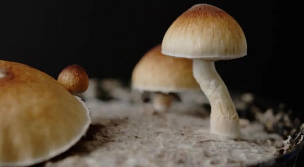 Magic Mushrooms Studied for Potential Therapeutic Effects