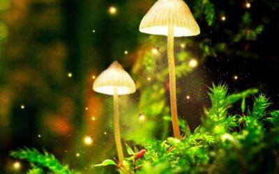 How psilocybin mushrooms got their “magic”