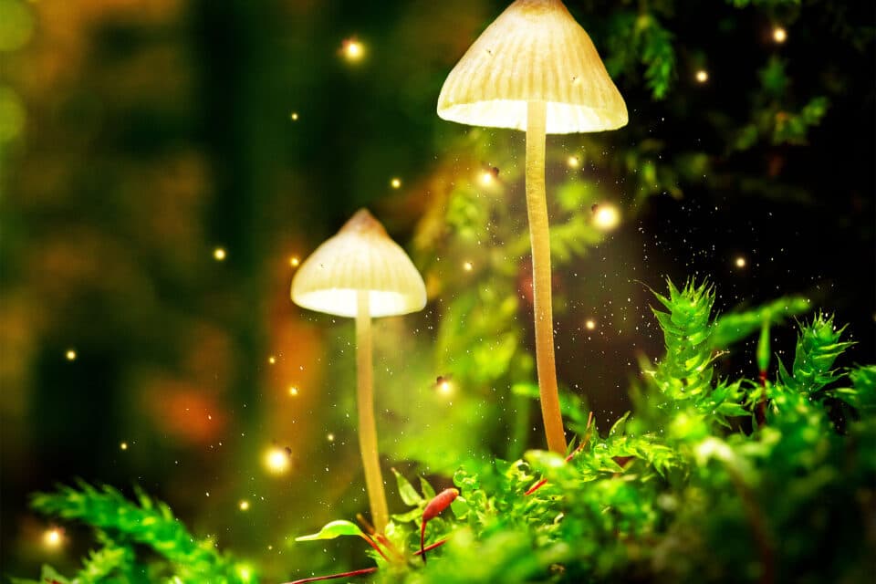 How psilocybin mushrooms got their “magic”
