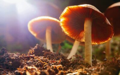 Scientists learn why psilocybin mushrooms make you hallucinate
