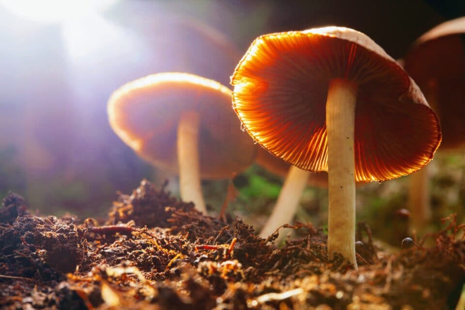 Scientists learn why psilocybin mushrooms make you hallucinate