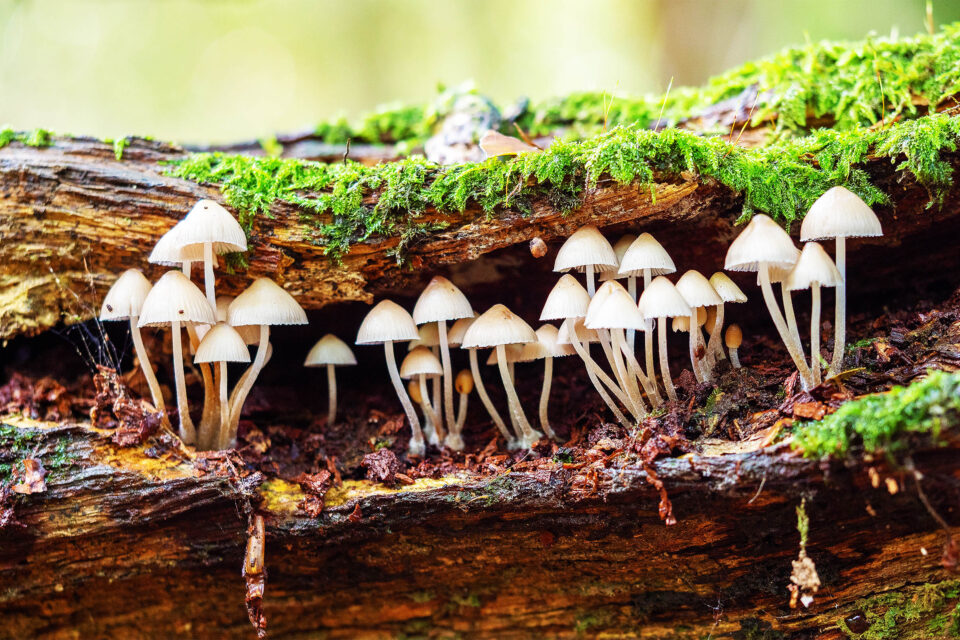 Understanding Fungi: Characteristics and Function
