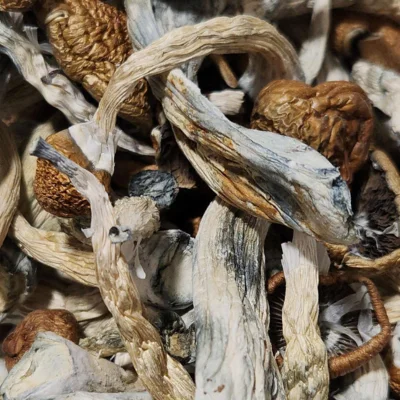 Blue God Magic Mushrooms